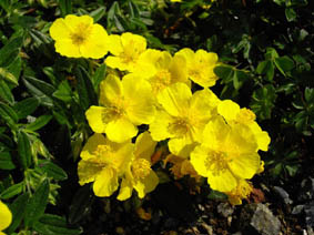 Helianthemum nummularium ssp grandiflorum